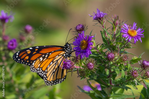 Monarch Butterfly © Paul Roedding