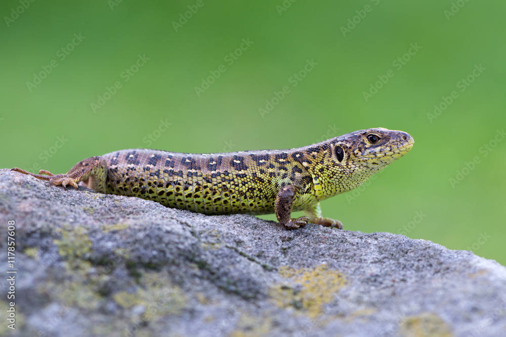 The sand lizard (Lacerta agilis) The sand lizard (Lacerta agilis)