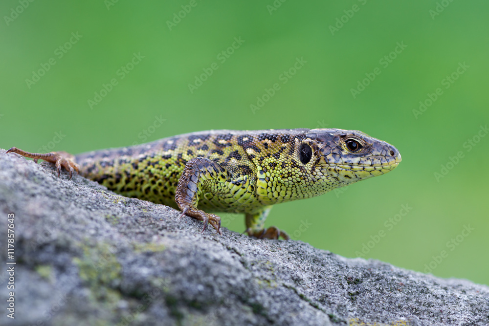 The sand lizard (Lacerta agilis) The sand lizard (Lacerta agilis)