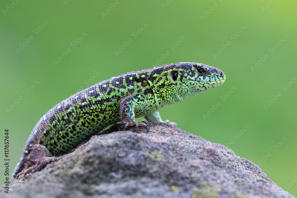 Fototapeta premium The sand lizard (Lacerta agilis)