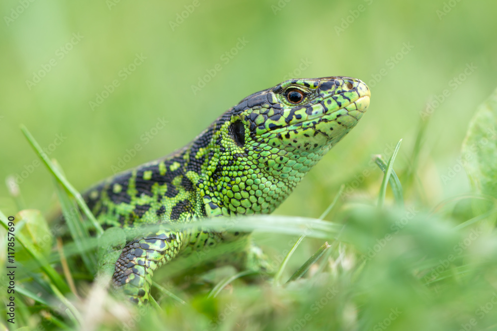 Fototapeta premium The sand lizard (Lacerta agilis)