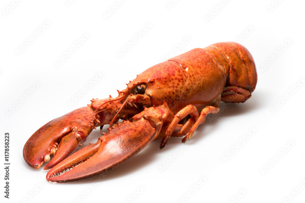 Lobster Lobster