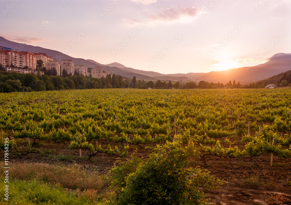 Crimean grapes growing at sunset