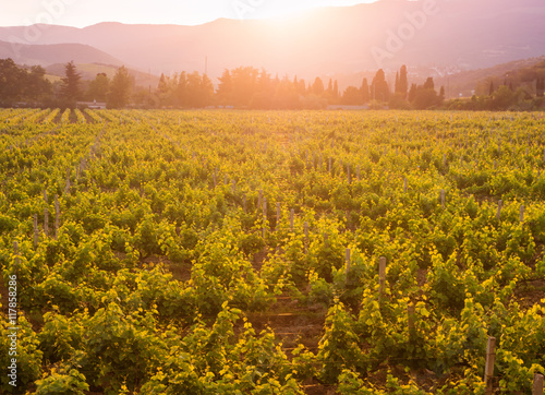 Vineyards of the Crimean peninsula in the setting sun