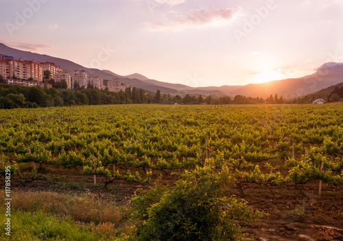 Crimean grapes growing at sunset