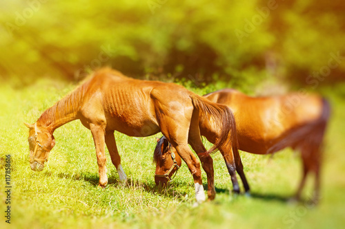 beautiful brown horses grassing on a green meadow. light and blur effect.