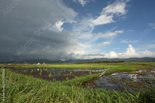 krajobraz pole ryżowe i  chmury 2