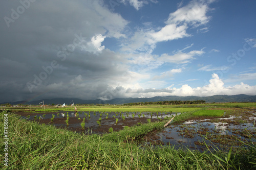 krajobraz pole ryżowe i chmury