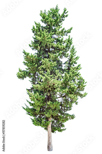 Cypress tree isolated