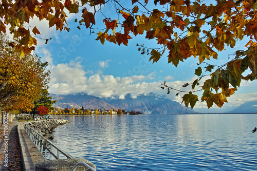 autumn tree in embankment of town of Vevey and Lake Geneva, canton of Vaud, Switzerland
