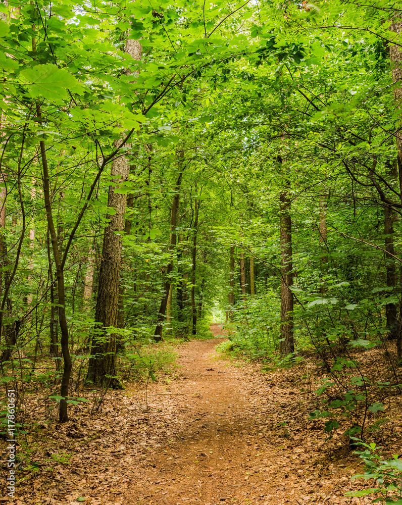 Fototapeta premium Wald Spaziergang