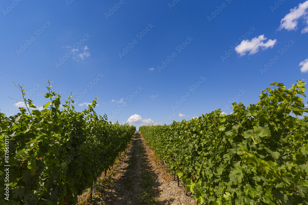 Summer in a vineyard with clear blue sky