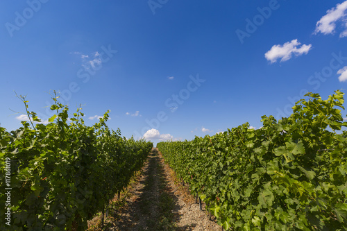 Summer in a vineyard with clear blue sky