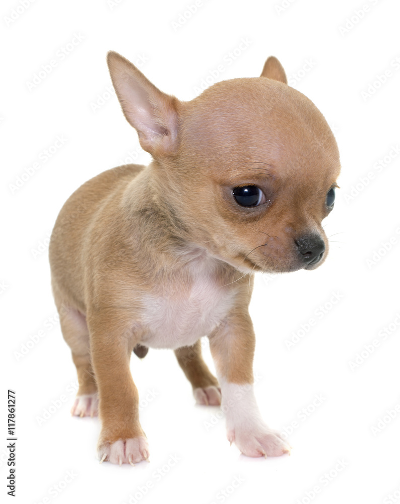 puppy chihuahua in studio