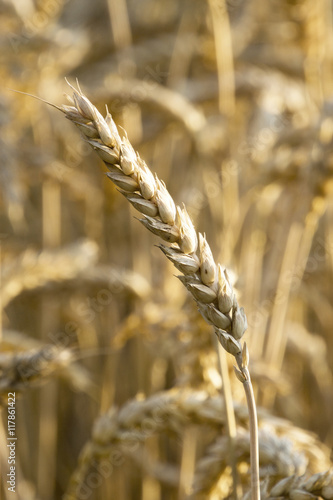 Closeup of wheat in a wheat field at sunset