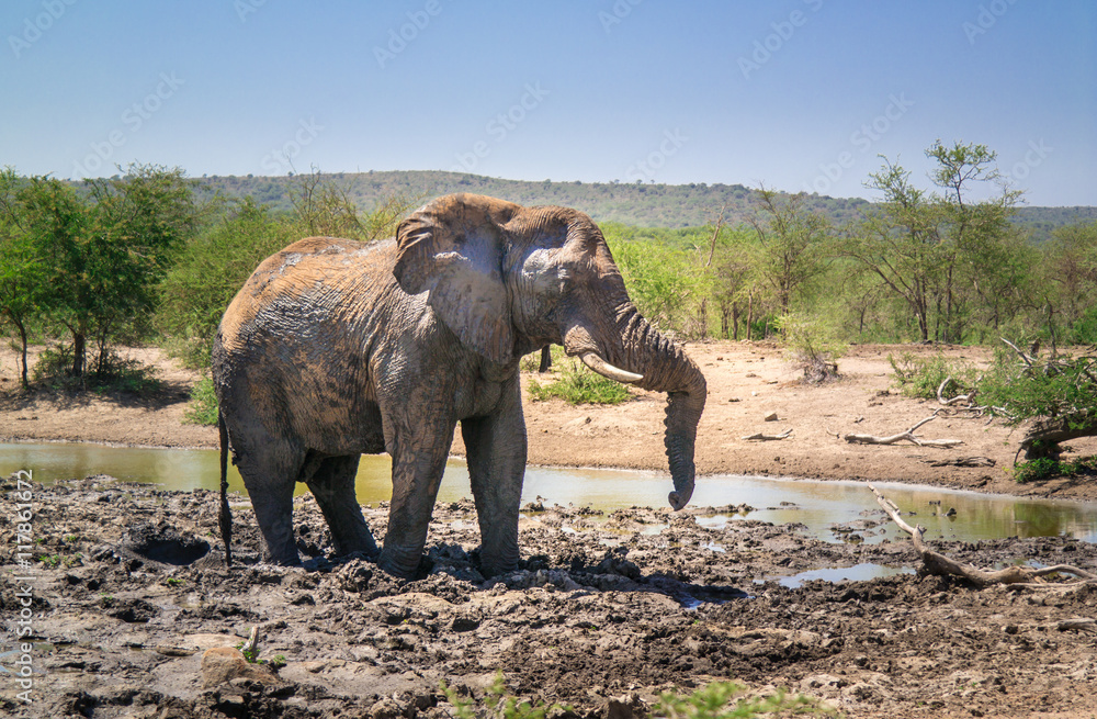 Elefant am Wasserloch im Hluhluwe-iMfolozi-Park; Südafrika