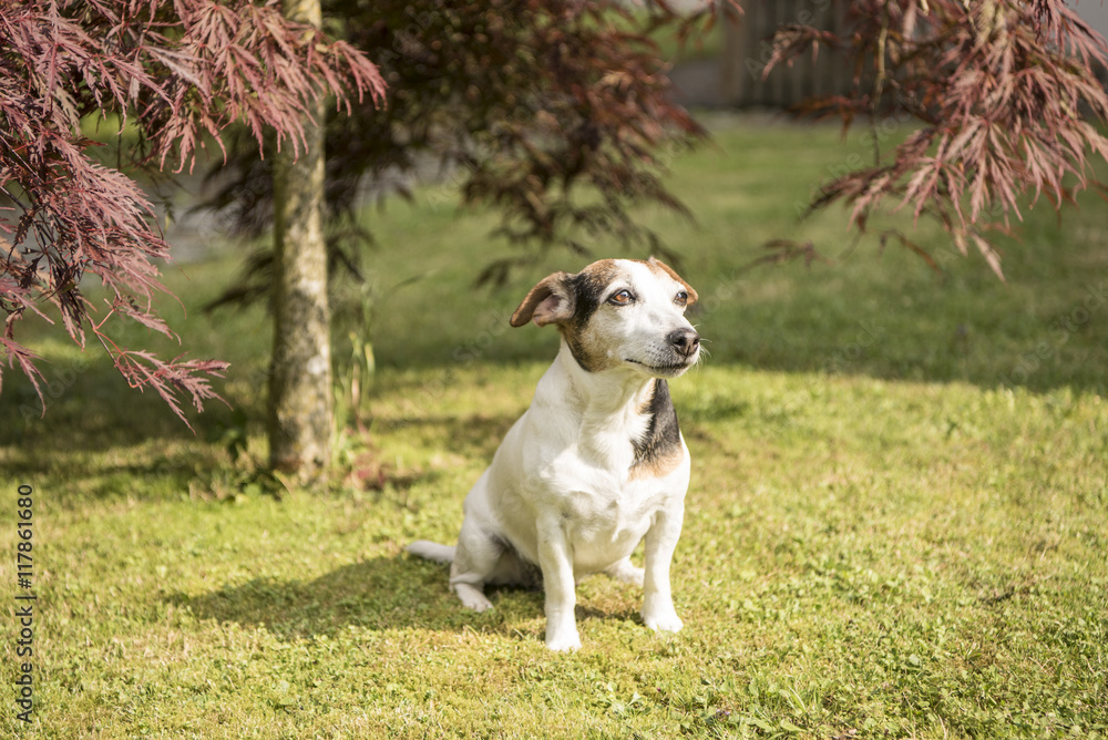 old jack russel sitting under a tree old jack russel sitting under a tree