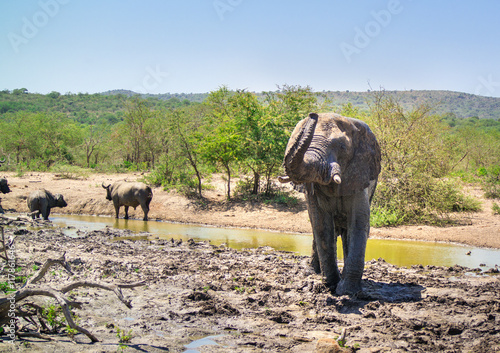 Elefant am Wasserloch im Hluhluwe-iMfolozi-Park  S  dafrika