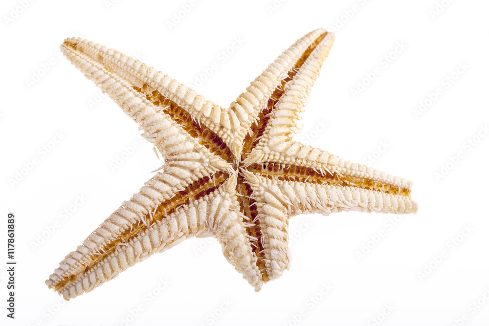 Single sea star isolated on white background Single sea star isolated on white background