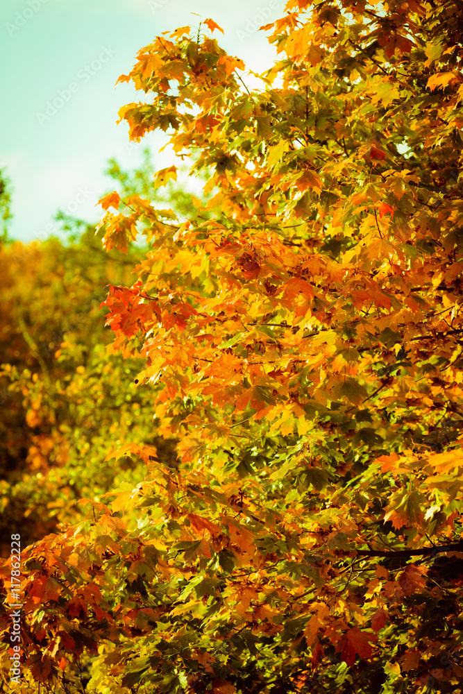 autumn leaves fall trees nature background autumn leaves fall trees nature background
