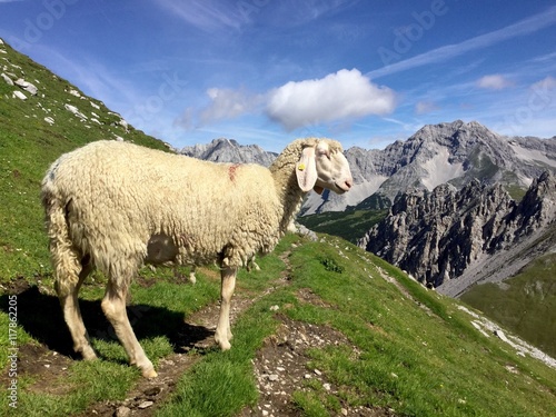 Schaf auf einem Wanderweg