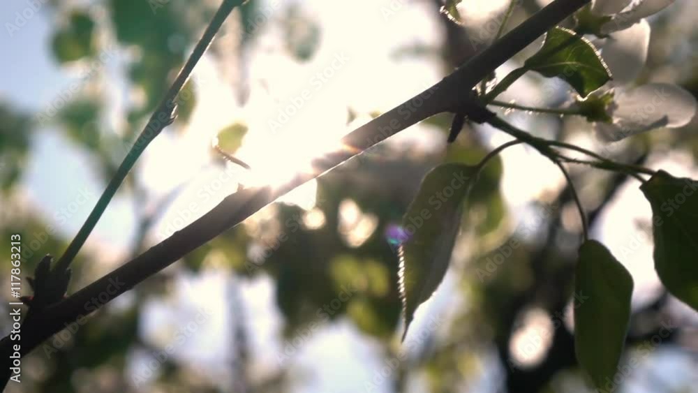 Shiny panoramic scene along blooming pear flowers with lens flare. Slow motion. Shallow dof. Great closeup natural texture in springtime. Full HD footage 1920x1080
Shiny panoramic scene along blooming pear flowers with lens flare. Slow motion. Shallow dof. Great closeup natural texture in springtime. Full HD footage 1920x1080