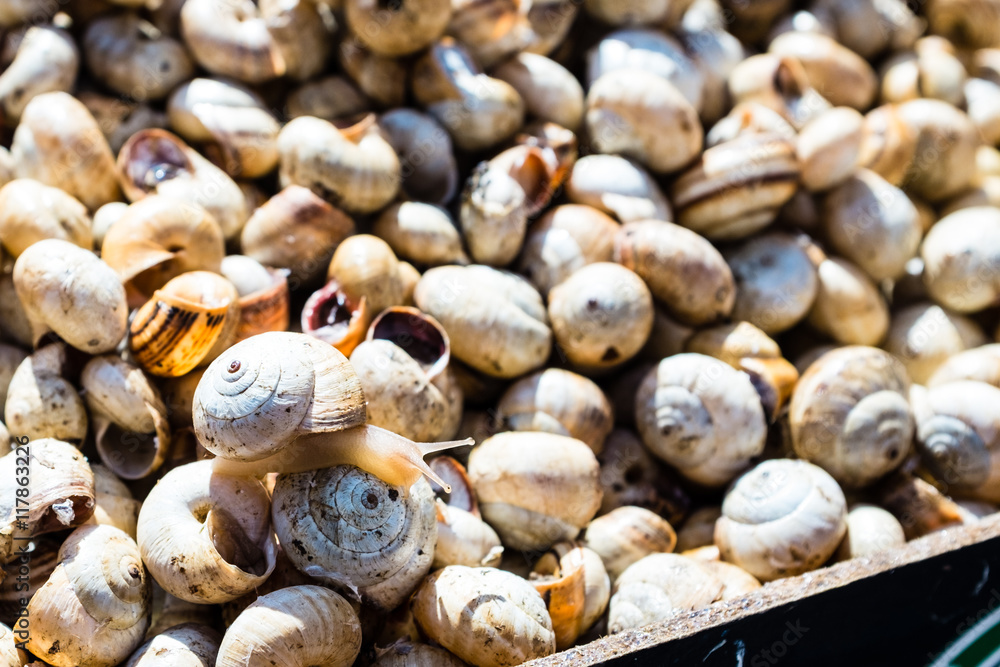 Babbaluci (snails) at food market in Palermo, Sicily (Italy) Babbaluci (snails) at food market in Palermo, Sicily (Italy)