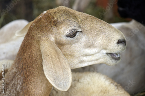 Sheep on the sheepfold photo