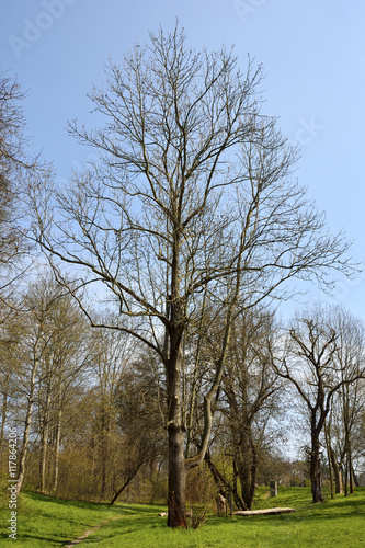 Trees in spring. 