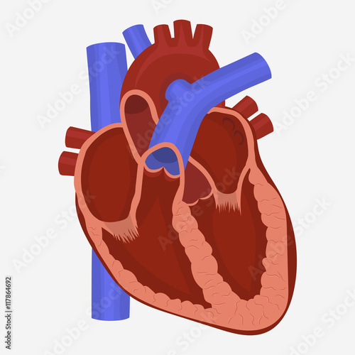 Heart anatomy vector