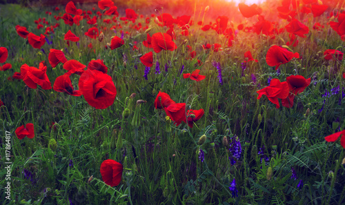 wild flowers poppies at sunset