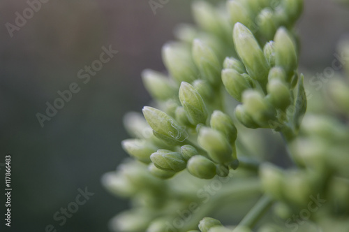 Macro succulent plant with buds