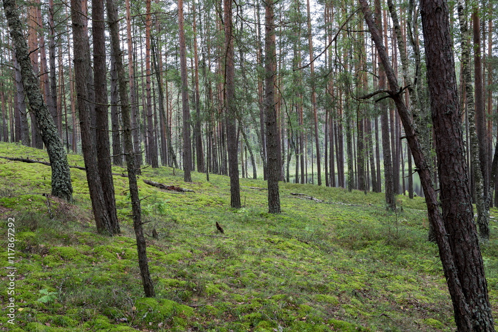 Summer forest in a midland of Europe