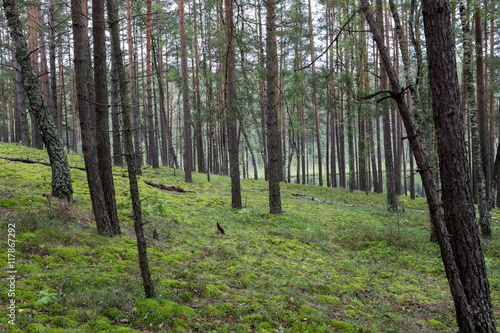 Summer forest in a midland of Europe