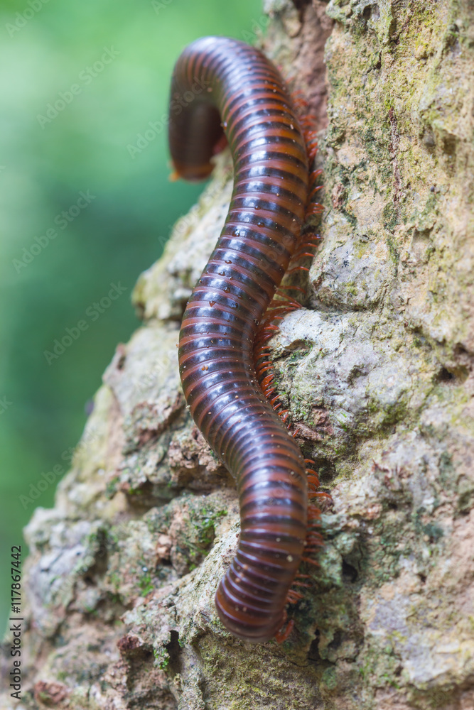 close up of the millipede on tree close up of the millipede on tree