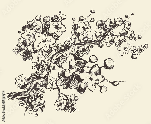 Sketch branch sakura flowers vector illustration.