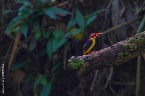 black-backed kingfisher on the branch in nature photo