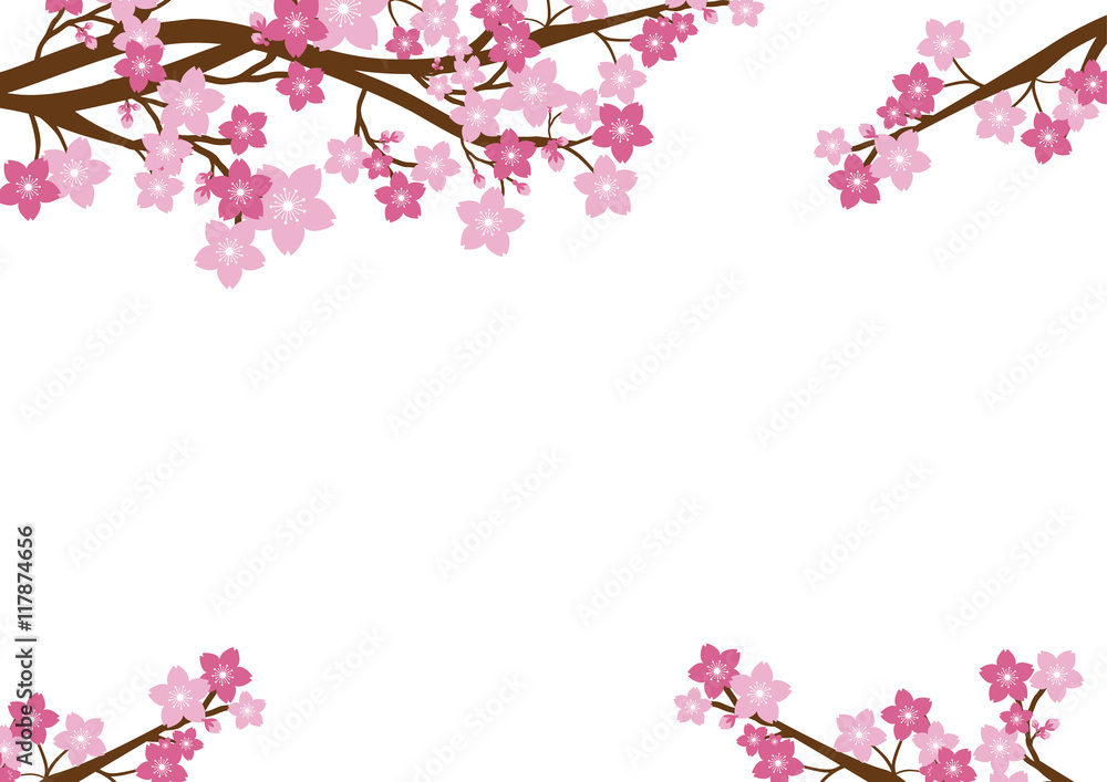 Cherry blossom, Sakura pink flowers background.Vector Card  Illustration.
