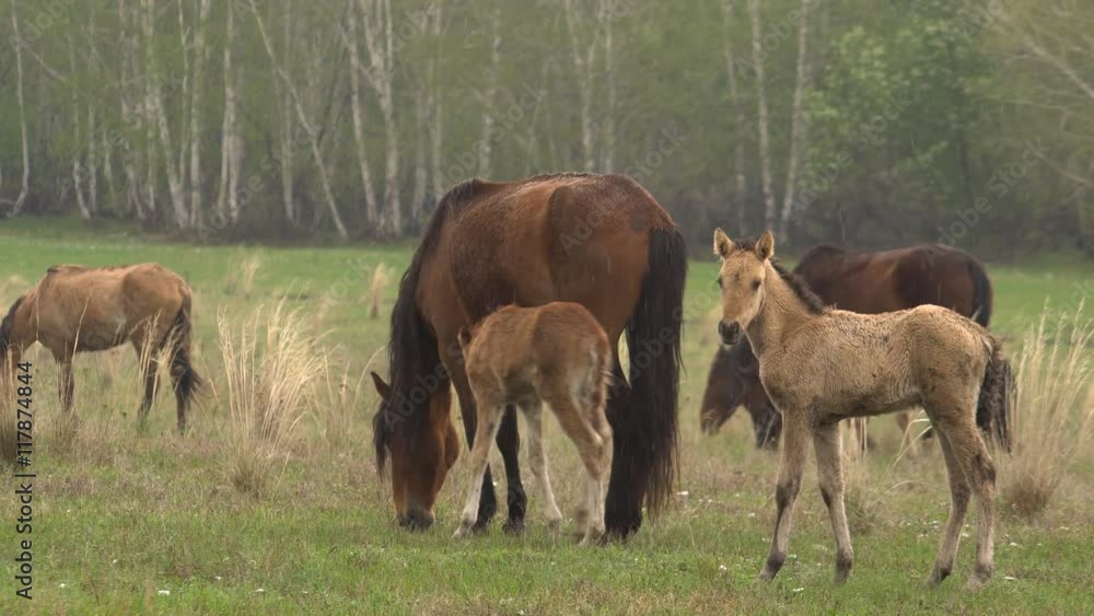 Horses Grazing in a Meadow With Young Colts. Horses Grazing in a Meadow With Young Colts.