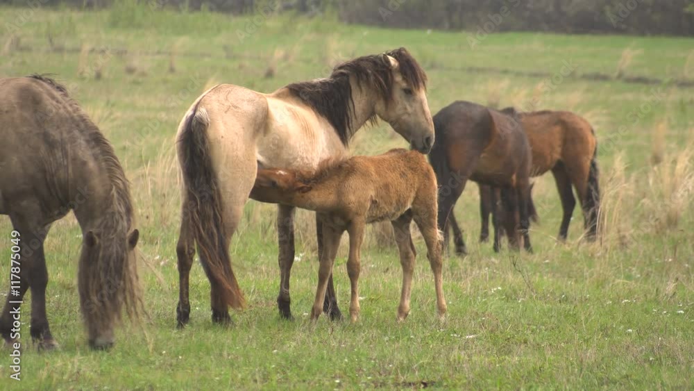 Foal Drinking Milk From the Mare. Horses Grazing in a Meadow With Young Colts. Foal Drinking Milk From the Mare. Horses Grazing in a Meadow With Young Colts.