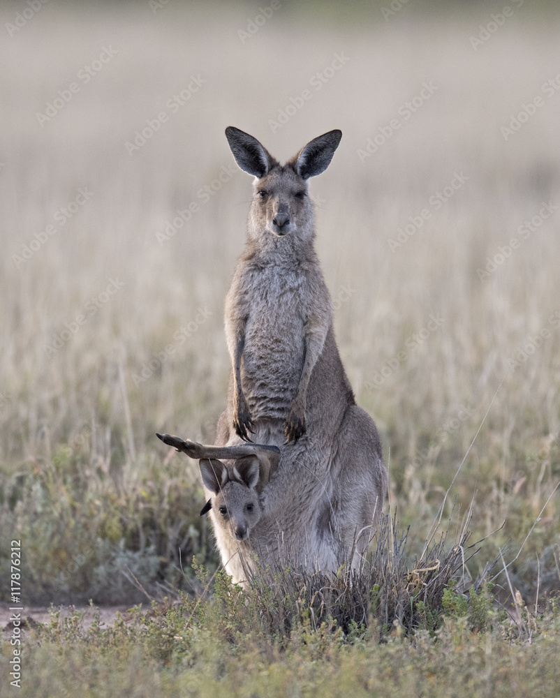 Kangaroos in outback Queensland, Australia