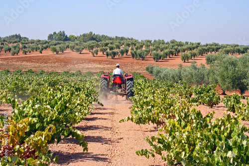Labranza de viñedos, Extremadura (España)
