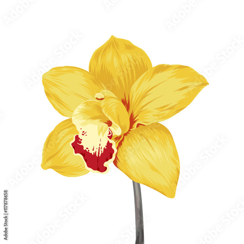 Fototapeta Naklejka Na Ścianę i Meble -  yellow orchid