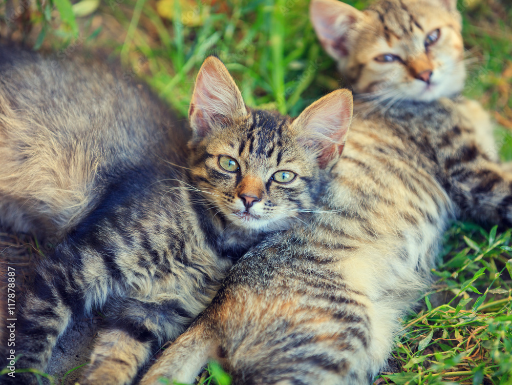 two kittens lying on the grass