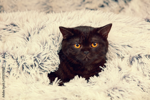 Cute little black kitten peeking out from under the soft warm blue blanket