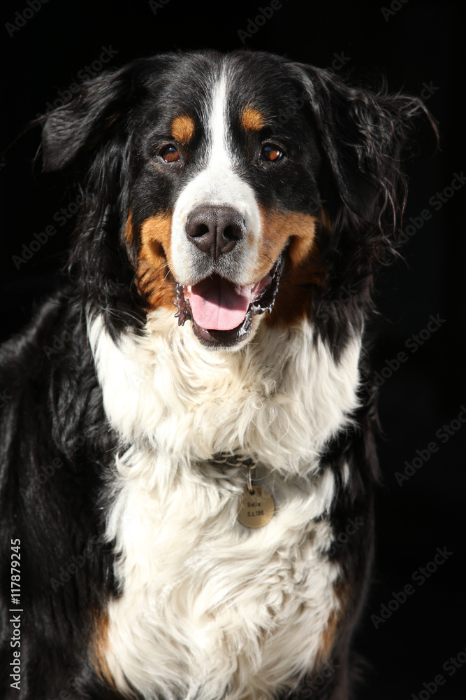 Nice bernesse mountain dog on black background