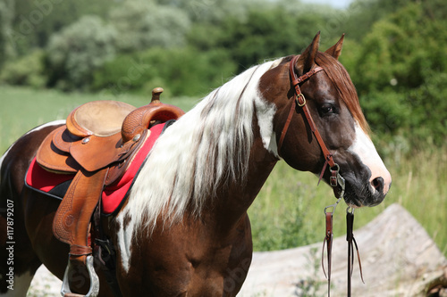 Fototapeta Naklejka Na Ścianę i Meble -  Portrait of beautiful paint horse stallion