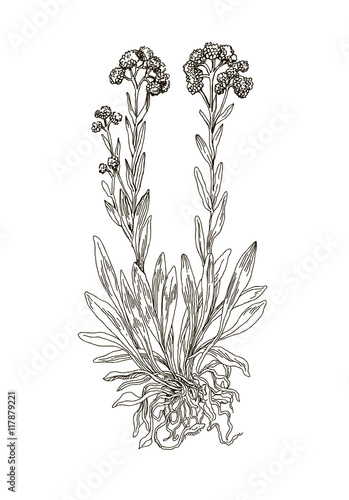 Helichrysum arenarium. Handdrawn Illustration. Health and Nature.