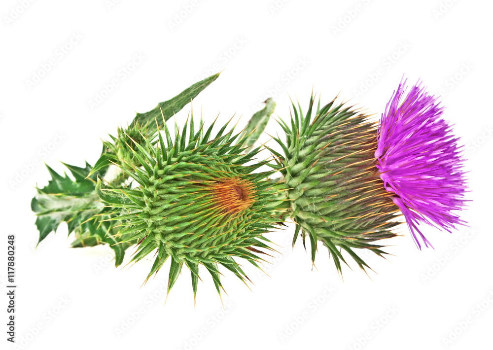 Milk Thistle plant (Silybum marianum) herbal remedy. Scotch this Stock