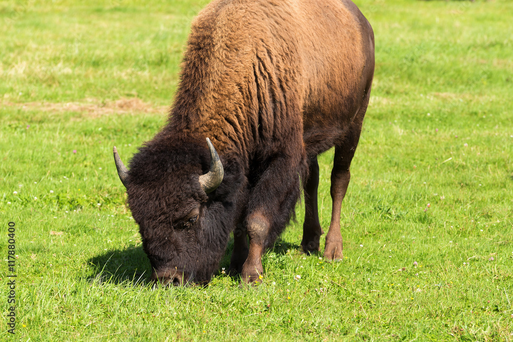 Fototapeta premium American bison(Bison bison) simply buffalo